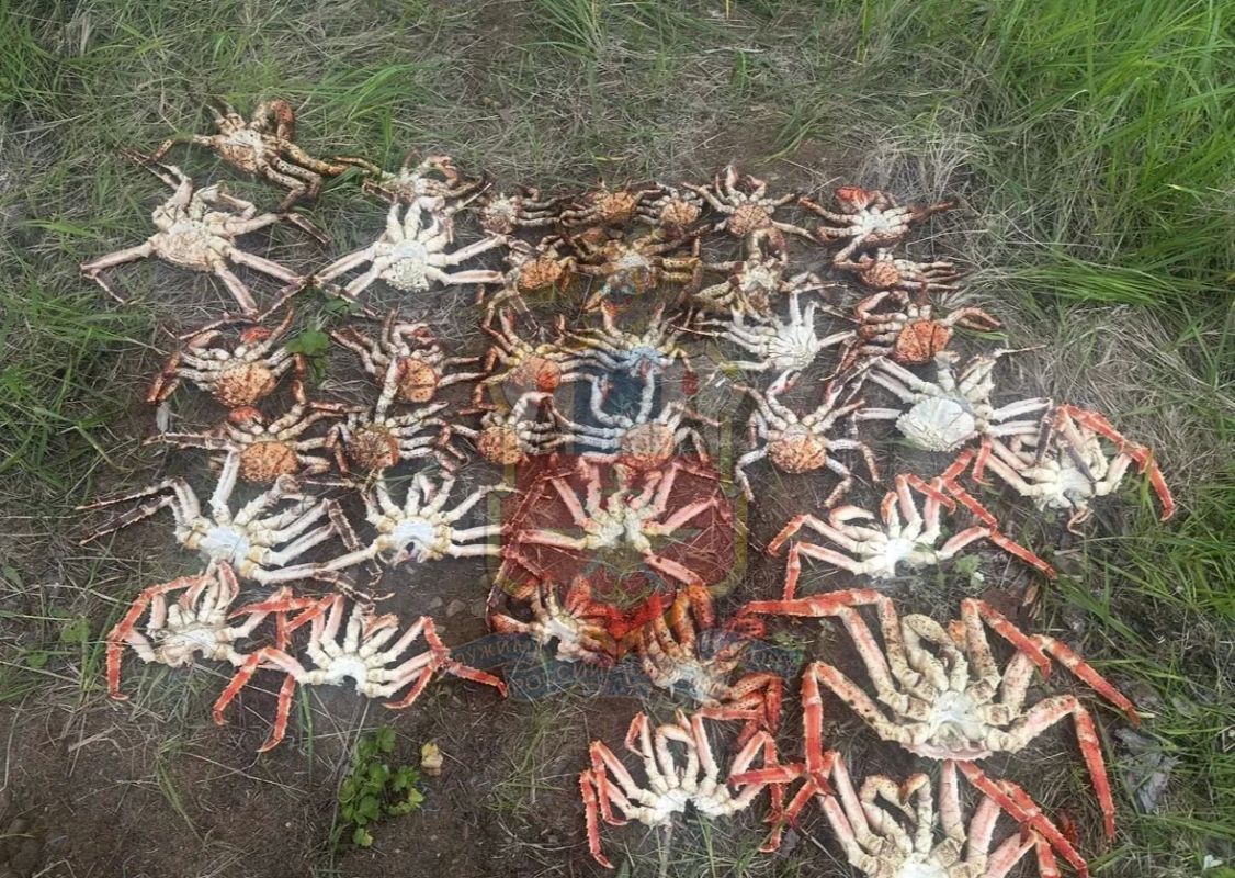 В Хабаровском крае транспортная полиция окончила расследование уголовного дела по факту незаконной добычи краба на сумму свыше 230 тысяч рублей В Хабаровском крае транспортная полиция окончила расследование уголовного дела по факту незаконной добычи краба на сумму свыше 230 тысяч рублей