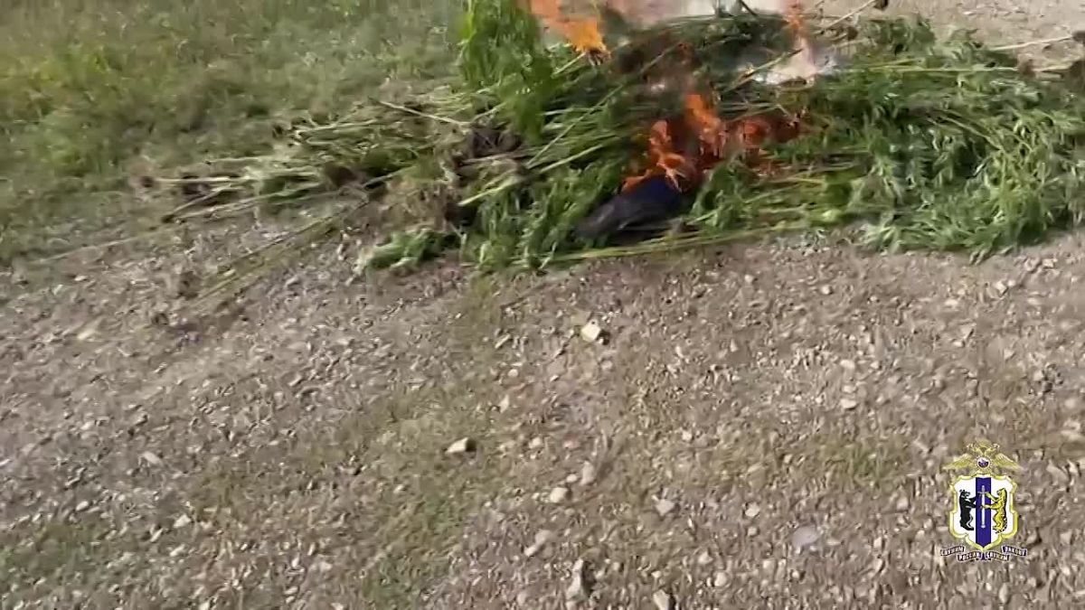 В Хабаровском крае в рамках межведомственной оперативно-профилактической операции «Мак – 2026» уничтожено более 600 килограммов дикорастущей конопли