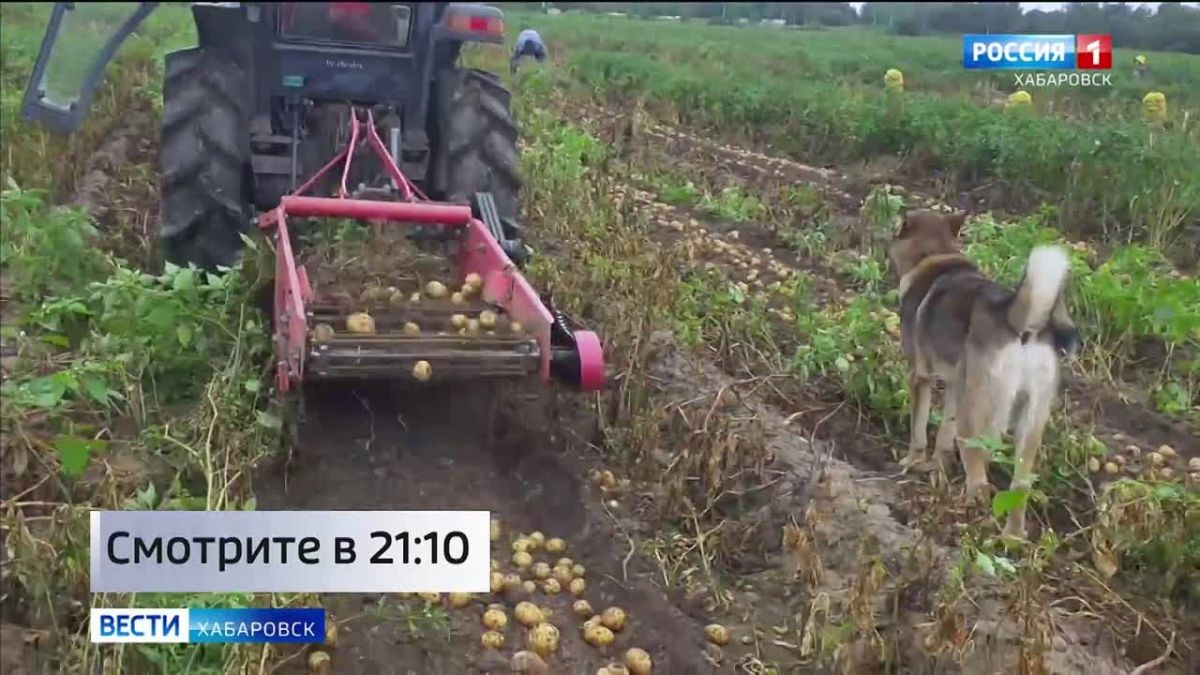 Смотрите в 21:10. В крае завершается уборка картофеля: фермерами уже собрано почти 1000 тонн