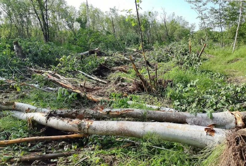 В Николаевском районе направлено в суд уголовное дело о незаконной рубке лесных насаждений с общей суммой ущерба более 11,8 млн рублей В Николаевском районе направлено в суд уголовное дело о незаконной рубке лесных насаждений с общей суммой ущерба более 11,8 млн рублей