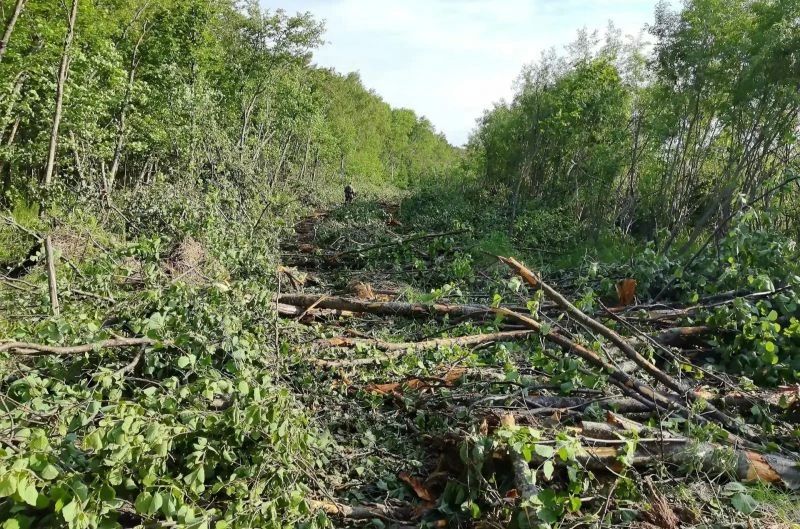 В Николаевском районе направлено в суд уголовное дело о незаконной рубке лесных насаждений с общей суммой ущерба более 11,8 млн рублей В Николаевском районе направлено в суд уголовное дело о незаконной рубке лесных насаждений с общей суммой ущерба более 11,8 млн рублей