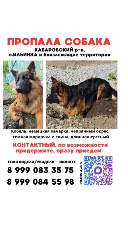 Пропала собака 25.09.2026. Хабаровский Район, Село Ильинка