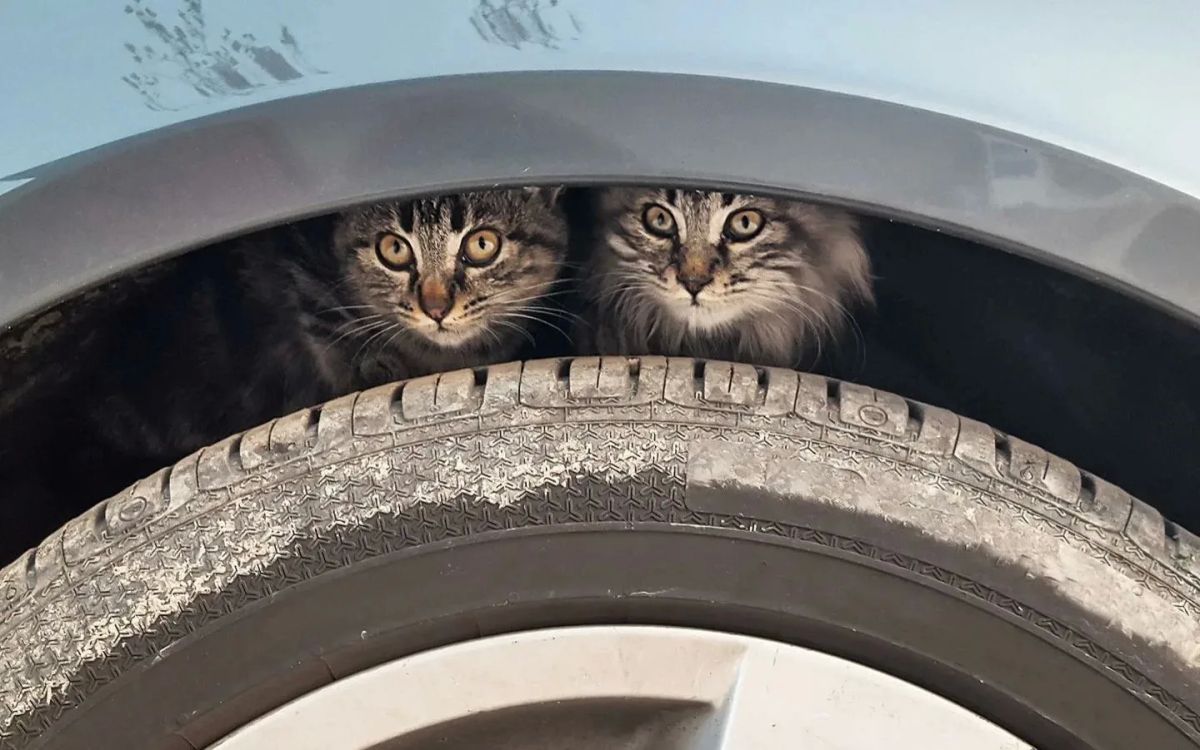 Кот под капотом или почему важно проверять автомобиль зимой Кот под капотом или почему важно проверять автомобиль зимой