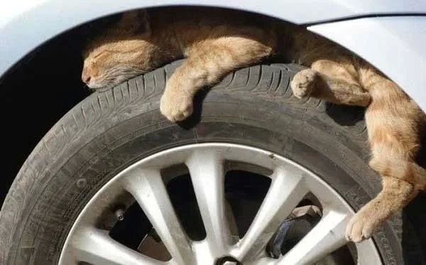 Кот под капотом или почему важно проверять автомобиль зимой Кот под капотом или почему важно проверять автомобиль зимой