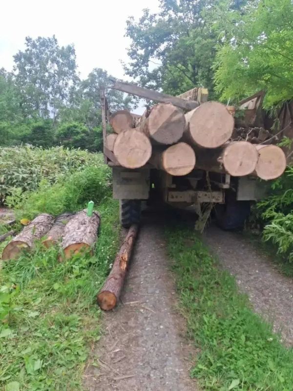 Беспилотник вывел полицию на "черного" лесоруба на Сахалине Беспилотник вывел полицию на "черного" лесоруба на Сахалине