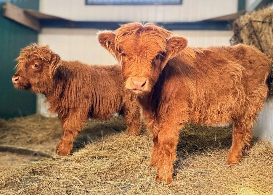 В Зоосаде «Приамурский» им. В.П. Сысоева поселились шотландские хайленды