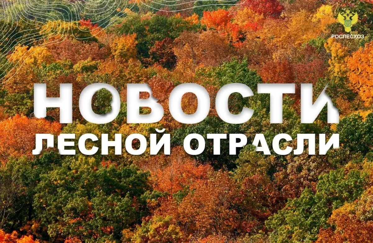 Тюменская область сегодня: В тюменской области почти вдвое сократилось число незаконных рубок