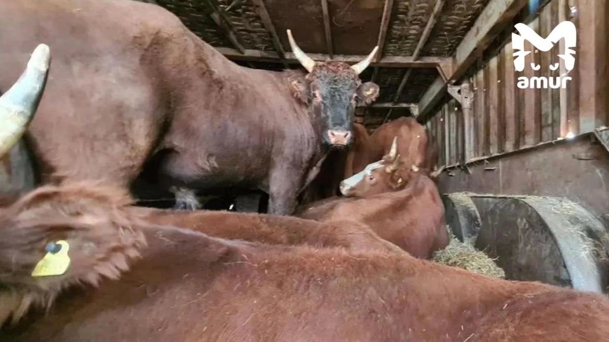 Коровы и бараны пытались нелегально прорваться в Хабаровск