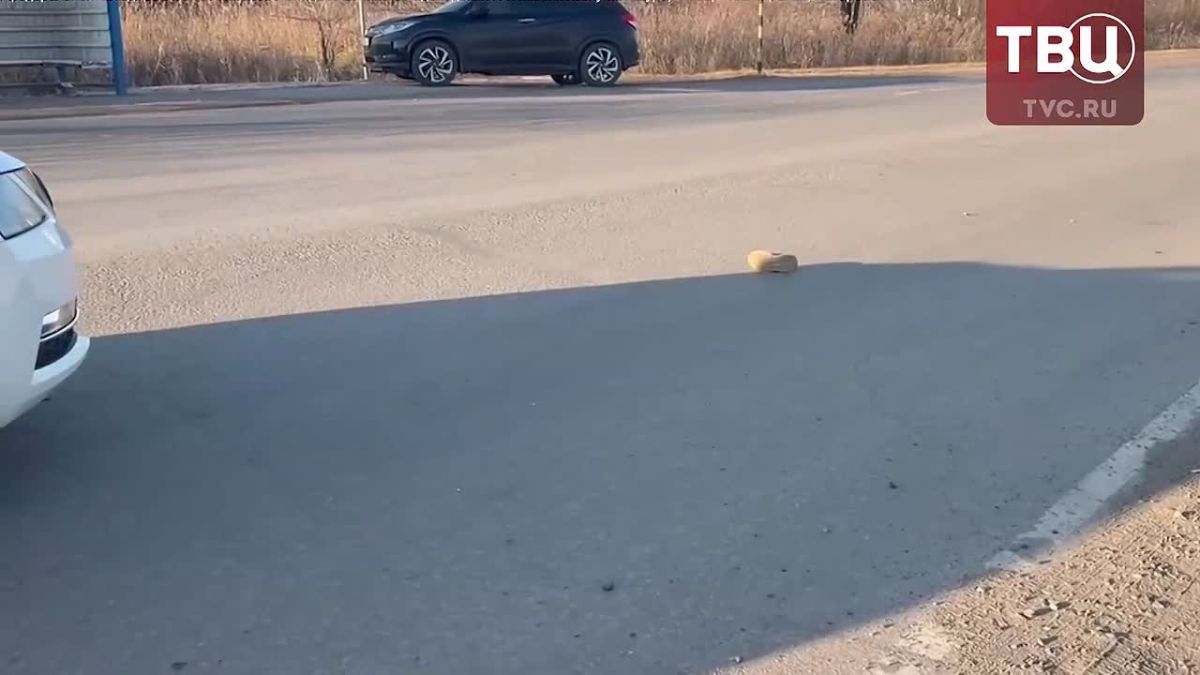 Девятилетняя девочка погибла под колёсами машины в Хабаровском крае