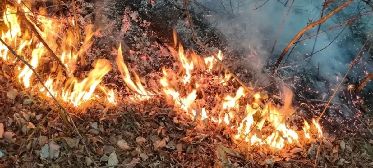 Пожар потушен в Большехехцирском заповеднике Пожар потушен в Большехехцирском заповеднике