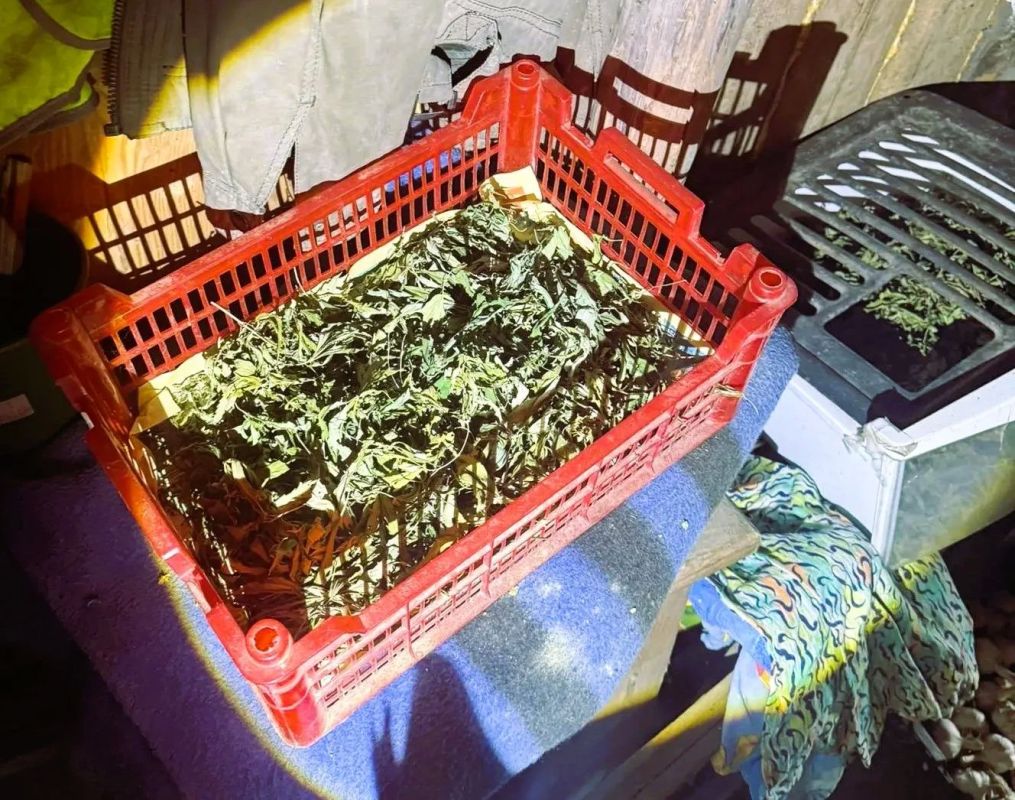 В Комсомольске-на-Амуре вынесен обвинительный приговор в отношении комсомольского наркофермера, у которого изъяли более 11 килограммов конопли В Комсомольске-на-Амуре вынесен обвинительный приговор в отношении комсомольского наркофермера, у которого изъяли более 11 килограммов конопли