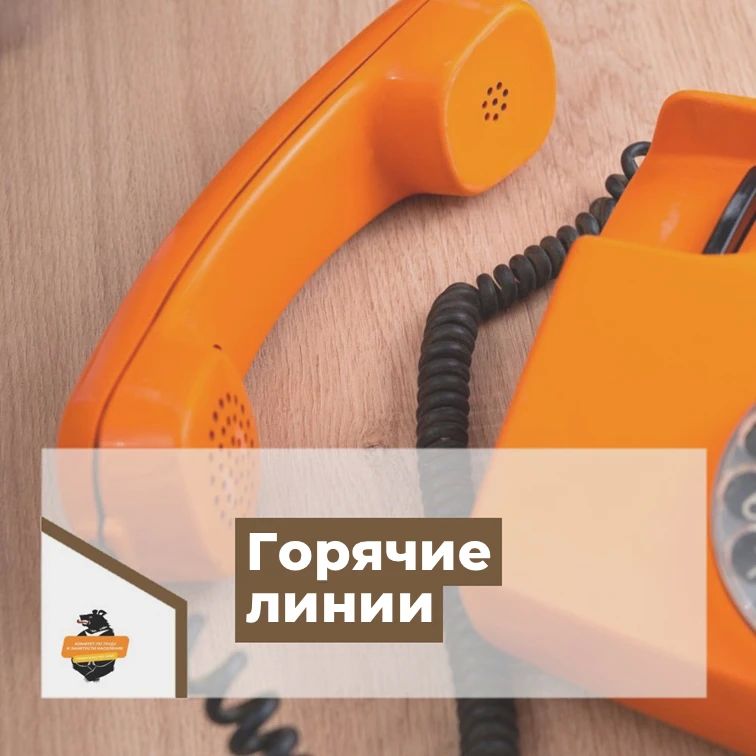 27 и 28 октября в комитете по труду и занятости населения пройдут две «горячие линии»