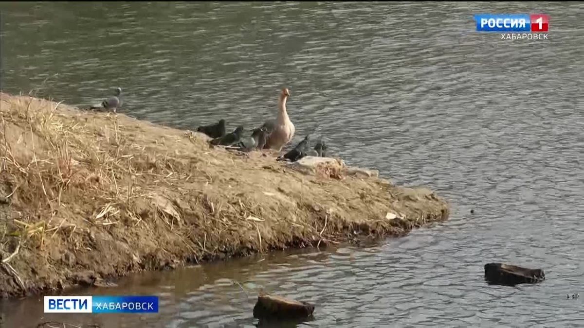 Неизвестные выловили четырёх гусей из пяти на пруду в Хабаровске: «Видели тёмно-зелёную лодку»