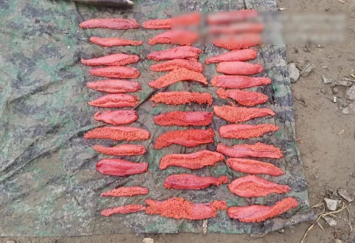 В Хабаровском крае окончено расследование уголовного дела о незаконной добыче лососевых видов рыб в отношении участника организованной группы В Хабаровском крае окончено расследование уголовного дела о незаконной добыче лососевых видов рыб в отношении участника организованной группы