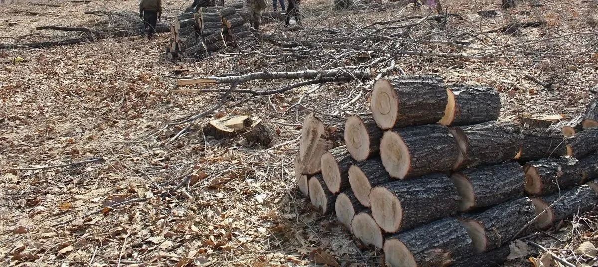 Трое жителей Приморья спилили дубов на два миллиона Трое жителей Приморья спилили дубов на два миллиона