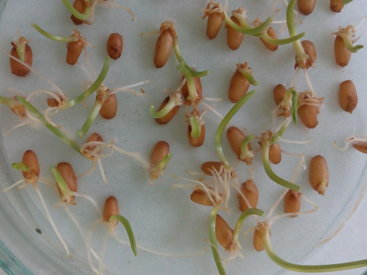 Секреты щедрого урожая: как увеличить собранный harvest без лишних затрат